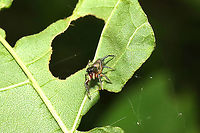 Thin-spined Jumping Spider (Tutelina elegans) On foliage at a mixed forest edge.<br />
https://www.jungledragon.com/image/116797/thin-spined_jumping_spider_tutelina_elegans.html Geotagged,Spring,Tutelina elegans,United States
