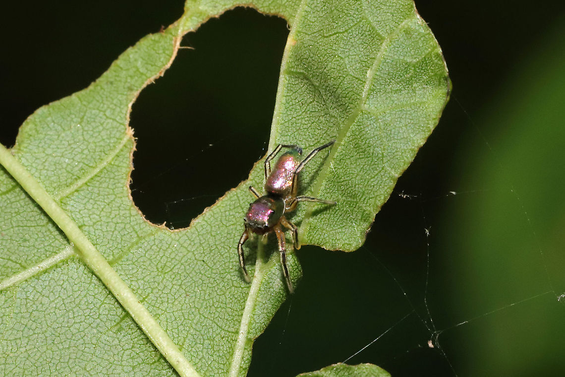 Thin-spined Jumping Spider (Tutelina elegans) On foliage at a mixed forest edge.<br />
<figure class="photo"><a href="https://www.jungledragon.com/image/116796/thin-spined_jumping_spider_tutelina_elegans.html" title="Thin-spined Jumping Spider (Tutelina elegans)"><img src="https://s3.amazonaws.com/media.jungledragon.com/images/3231/116796_thumb.jpg?AWSAccessKeyId=05GMT0V3GWVNE7GGM1R2&Expires=1767225610&Signature=MrMSlHr%2FWninFbw2Z0gRtKROG68%3D" width="200" height="134" alt="Thin-spined Jumping Spider (Tutelina elegans) On foliage at a mixed forest edge.<br />
https://www.jungledragon.com/image/116797/thin-spined_jumping_spider_tutelina_elegans.html Geotagged,Spring,Tutelina elegans,United States" /></a></figure> Geotagged,Spring,Tutelina elegans,United States