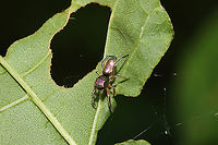 Thin-spined Jumping Spider (Tutelina elegans) On foliage at a mixed forest edge.<br />
https://www.jungledragon.com/image/116796/thin-spined_jumping_spider_tutelina_elegans.html Geotagged,Spring,Tutelina elegans,United States