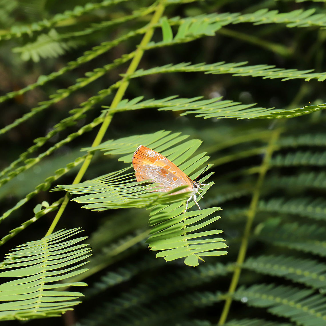 Harvester (Feniseca tarquinius) I only got one shot before this beautiful butterfly fluttered away. On imported/invasive Albizia julibrissin at a powerline cut (near a forested wetland). My first time seeing this species! Feniseca tarquinius,Geotagged,Harvester,Spring,United States