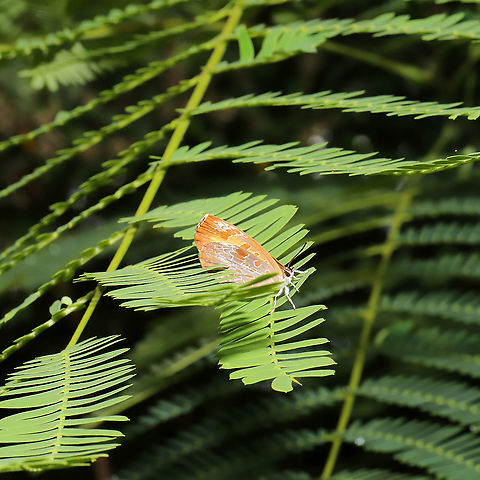 Harvester (Feniseca tarquinius) I only got one shot before this beautiful butterfly fluttered away. On imported/invasive Albizia julibrissin at a powerline cut (near a forested wetland). My first time seeing this species! Feniseca tarquinius,Geotagged,Harvester,Spring,United States