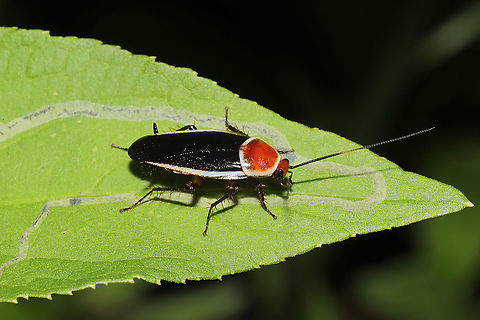Pale-bordered Field Cockroach (Pseudomops septentrionalis) At a meadowy powerline cut at a forested wetland edge.
 Geotagged,Pale-Bordered Field Cockroach,Pseudomops septentrionalis,Spring,United States