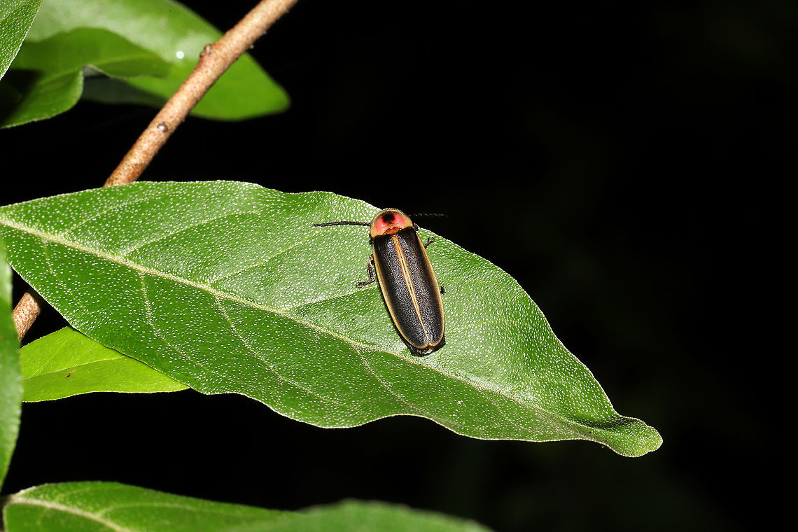 Common Eastern Firefly (Photinus pyralis) At a meadowy powerline cut at a forested wetland edge.<br />
 Common eastern firefly,Geotagged,Photinus pyralis,Spring,United States