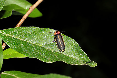 Common Eastern Firefly (Photinus pyralis) At a meadowy powerline cut at a forested wetland edge.
 Common eastern firefly,Geotagged,Photinus pyralis,Spring,United States