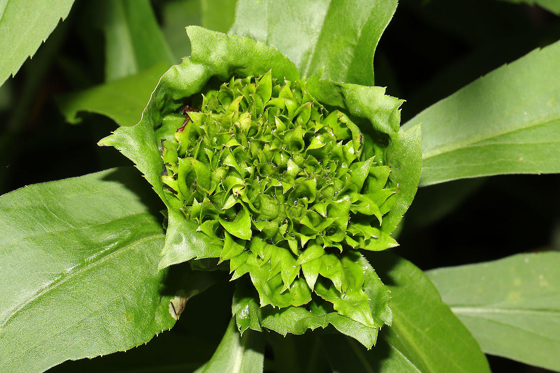 Rhopalomyia capitata At a meadowy powerline cut at a forested wetland edge. There were dozens of these formations at the tops of Solidago gigantea! I need to go back for some video!<br />
 Geotagged,Rhopalomyia capitata,Spring,United States