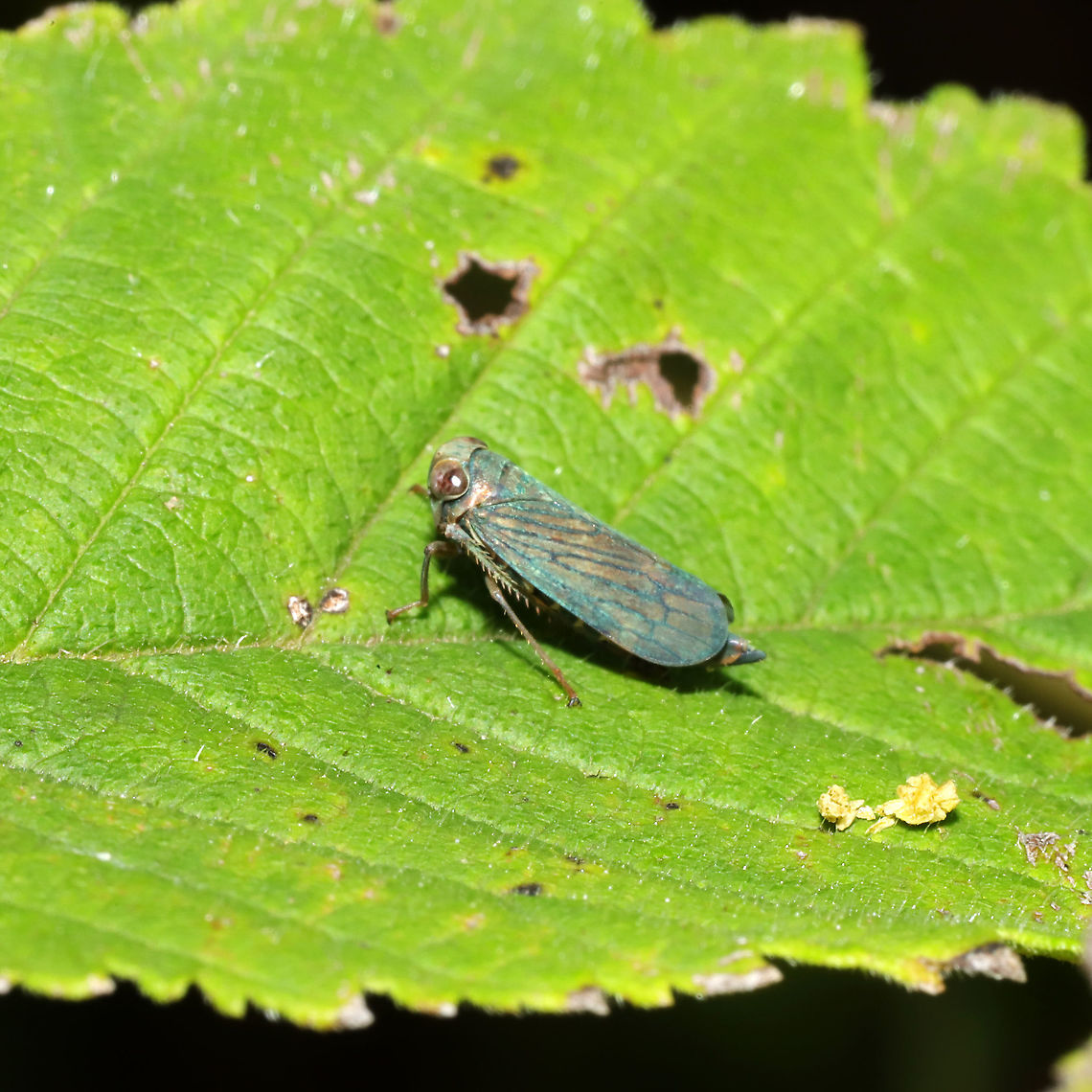 Coppery Leafhopper (Jikradia olitoria) At a meadowy powerline cut at a forested wetland edge.<br />
 Geotagged,Jikradia olitoria,Spring,United States