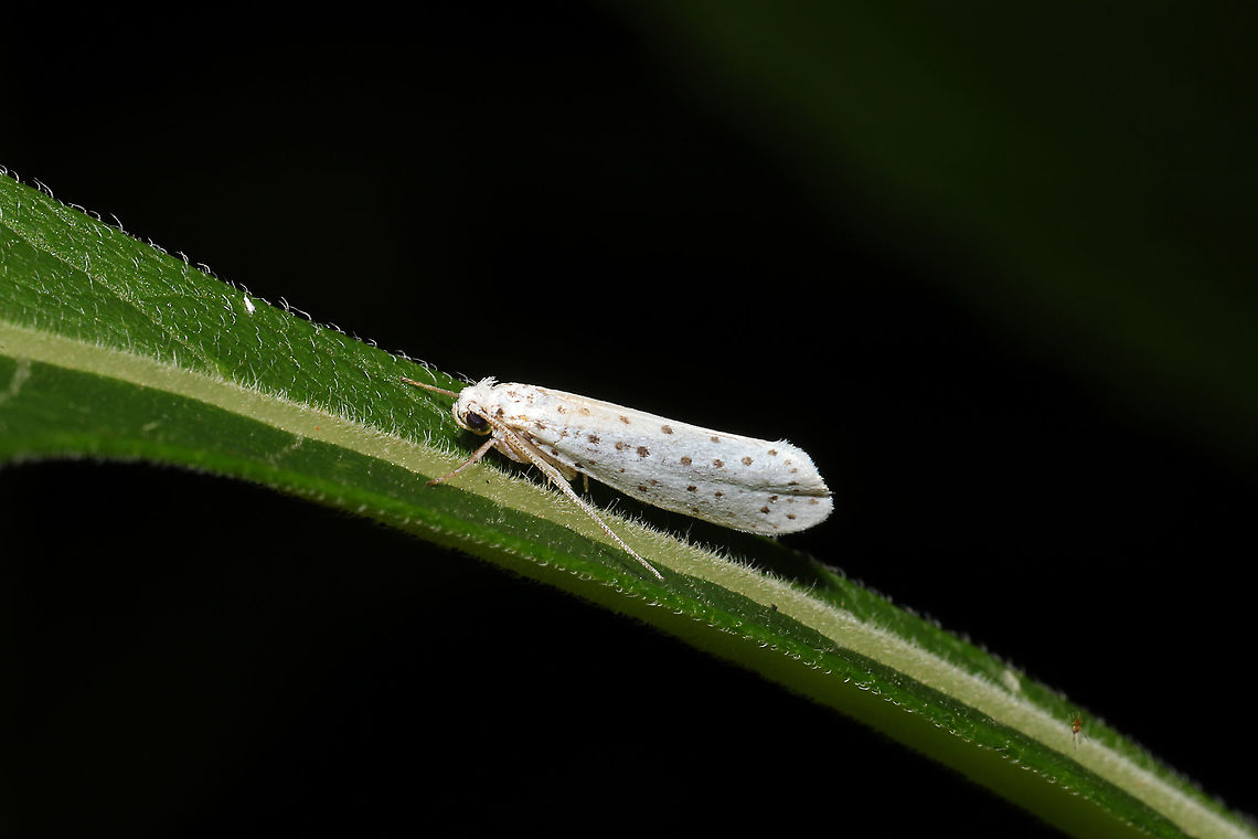 American Ermine Moth (Yponomeuta multipunctella) At a meadowy powerline cut at a forested wetland edge.<br />
 American Ermine Moth,Geotagged,Spring,United States,Yponomeuta multipunctella