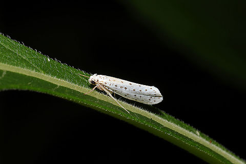 American Ermine Moth (Yponomeuta multipunctella) At a meadowy powerline cut at a forested wetland edge.
 American Ermine Moth,Geotagged,Spring,United States,Yponomeuta multipunctella