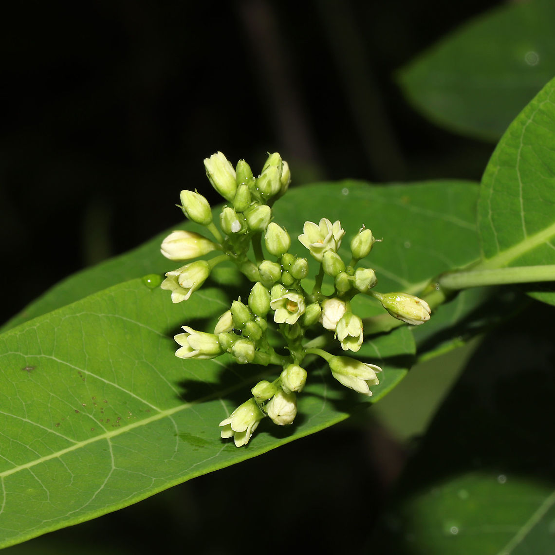 Hemp Dogbane (Apocynum cannabinum) At a meadowy powerline cut at a forested wetland edge.<br />
 Apocynum cannabinum,Geotagged,Hemp Dogbane,Spring,United States