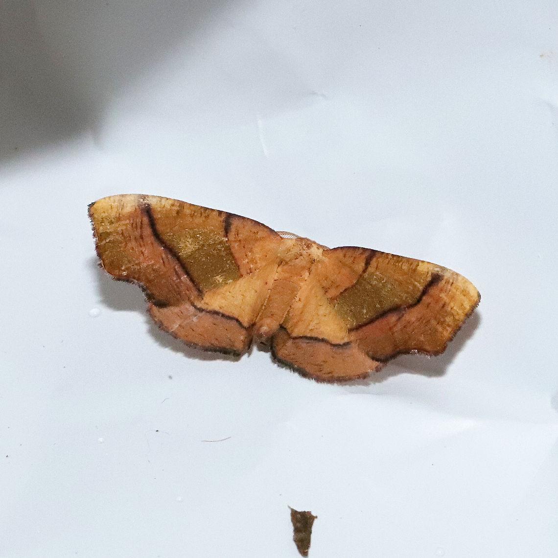 Straight-lined Plagodis Moth (Plagodis phlogosaria) At a 365nm UV light at a mixed forest edge. I only got one shot before this one flew away! Geotagged,Plagodis phlogosaria,Spring,United States