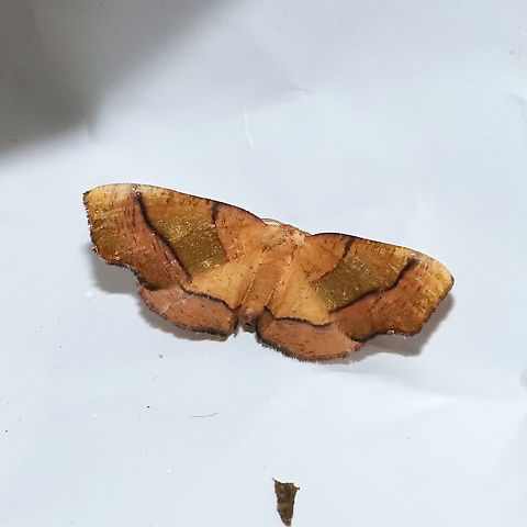 Straight-lined Plagodis Moth (Plagodis phlogosaria) At a 365nm UV light at a mixed forest edge. I only got one shot before this one flew away! Geotagged,Plagodis phlogosaria,Spring,United States