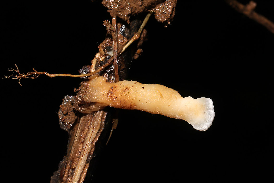 Loweomyces fractipes On an exposed root on a forested trail.<br />
 Geotagged,Loweomyces fractipes,Spring,United States