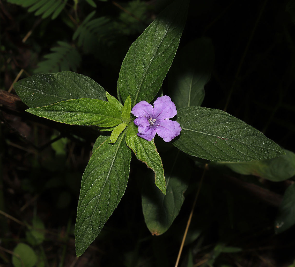 Carolina Ruellia (Ruellia caroliniensis) At a meadowy powerline cut at a forested wetland edge.<br />
 Carolina wild petunia,Geotagged,Ruellia caroliniensis,Spring,United States