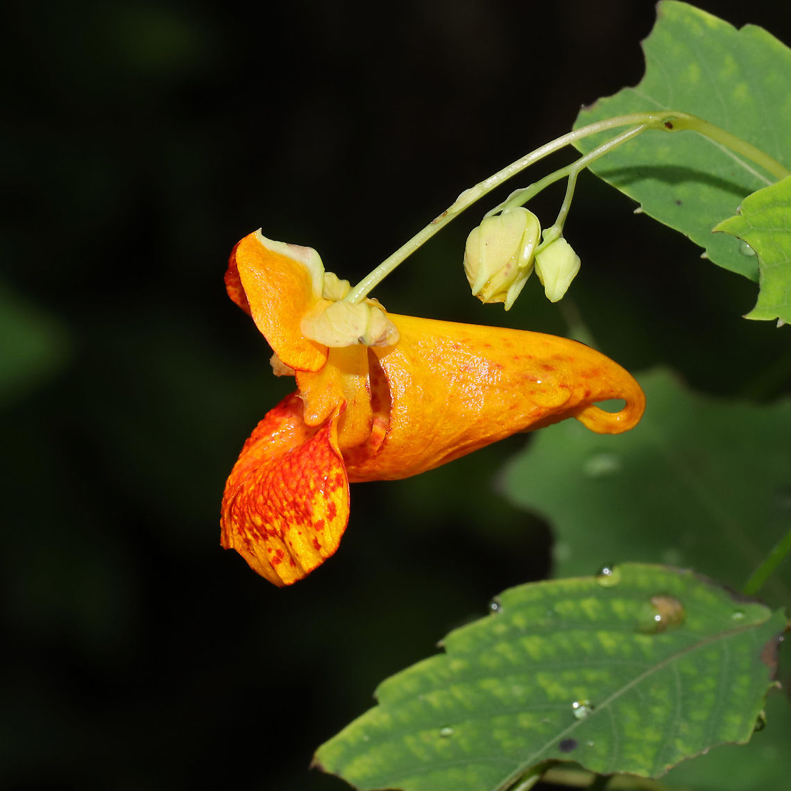 Common Jewelweed (Impatiens capensis) At a meadowy powerline cut at a forested wetland edge.<br />
 Geotagged,Impatiens capensis,Orange jewelweed,Spring,United States