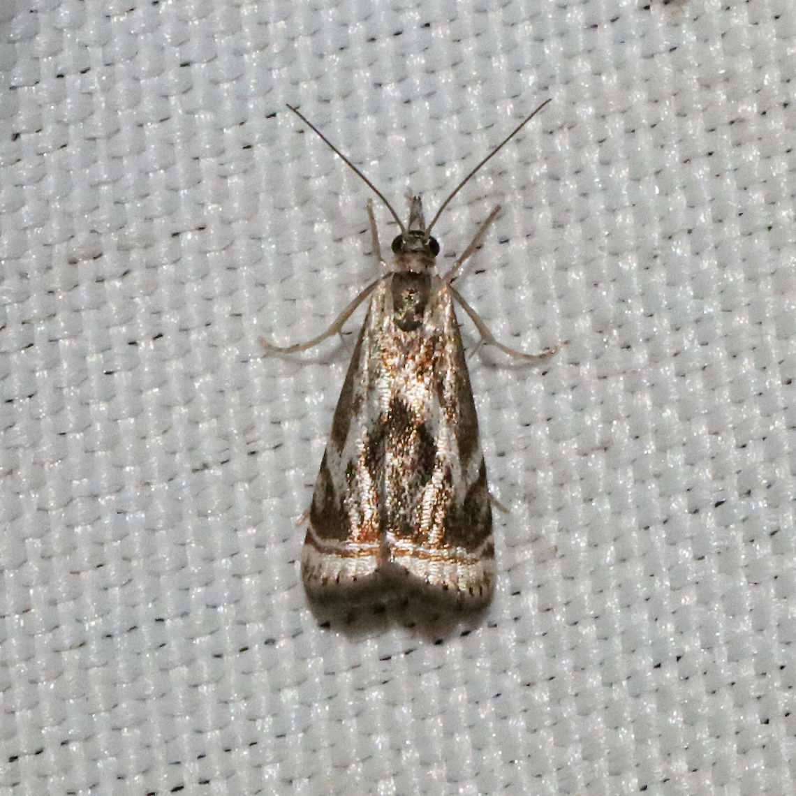 Elegant Grass-Veneer (Microcrambus elegans) At a 365nm UV light at a mixed forest edge. This darker coloration and the type of markings are a first for me in terms of this species. Elegant grass-veneer moth,Geotagged,Microcrambus elegans,Spring,United States