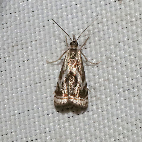 Elegant Grass-Veneer (Microcrambus elegans) At a 365nm UV light at a mixed forest edge. This darker coloration and the type of markings are a first for me in terms of this species. Elegant grass-veneer moth,Geotagged,Microcrambus elegans,Spring,United States