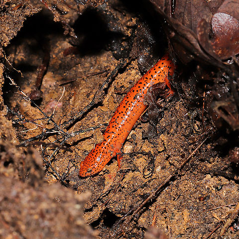 Red Salamander (Pseudotriton ruber) Found under a log at a mixed forest edge.
https://www.jungledragon.com/image/117035/red_salamander_pseudotriton_ruber.html Geotagged,Pseudotriton ruber,Red salamander,Summer,United States