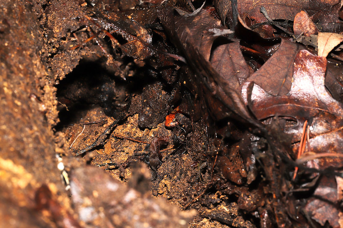 Red Salamander (Pseudotriton ruber) Found under a log at a mixed forest edge. This photo is after the cutie got a bit shy. They backed up into the soil/leaves to hide from me!<br />
<figure class="photo"><a href="https://www.jungledragon.com/image/117034/red_salamander_pseudotriton_ruber.html" title="Red Salamander (Pseudotriton ruber)"><img src="https://s3.amazonaws.com/media.jungledragon.com/images/3231/117034_thumb.jpg?AWSAccessKeyId=05GMT0V3GWVNE7GGM1R2&Expires=1759968010&Signature=JJDBrEiuPMbMvhQXdqEAcHqC0j8%3D" width="200" height="200" alt="Red Salamander (Pseudotriton ruber) Found under a log at a mixed forest edge.<br />
https://www.jungledragon.com/image/117035/red_salamander_pseudotriton_ruber.html Geotagged,Pseudotriton ruber,Red salamander,Summer,United States" /></a></figure> Geotagged,Pseudotriton ruber,Red salamander,Summer,United States