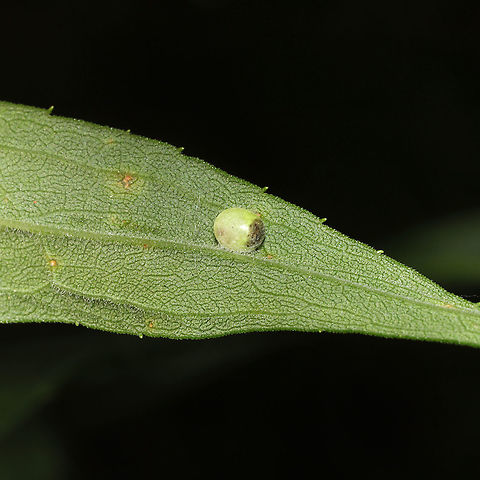 Green Lacewing Cocoon (Family Chrysopidae) A cocoon (on Solidago sp.?) at a meadowy powerline cut. Thanks to Charley Eiseman for the ID! Geotagged,Spring,United States