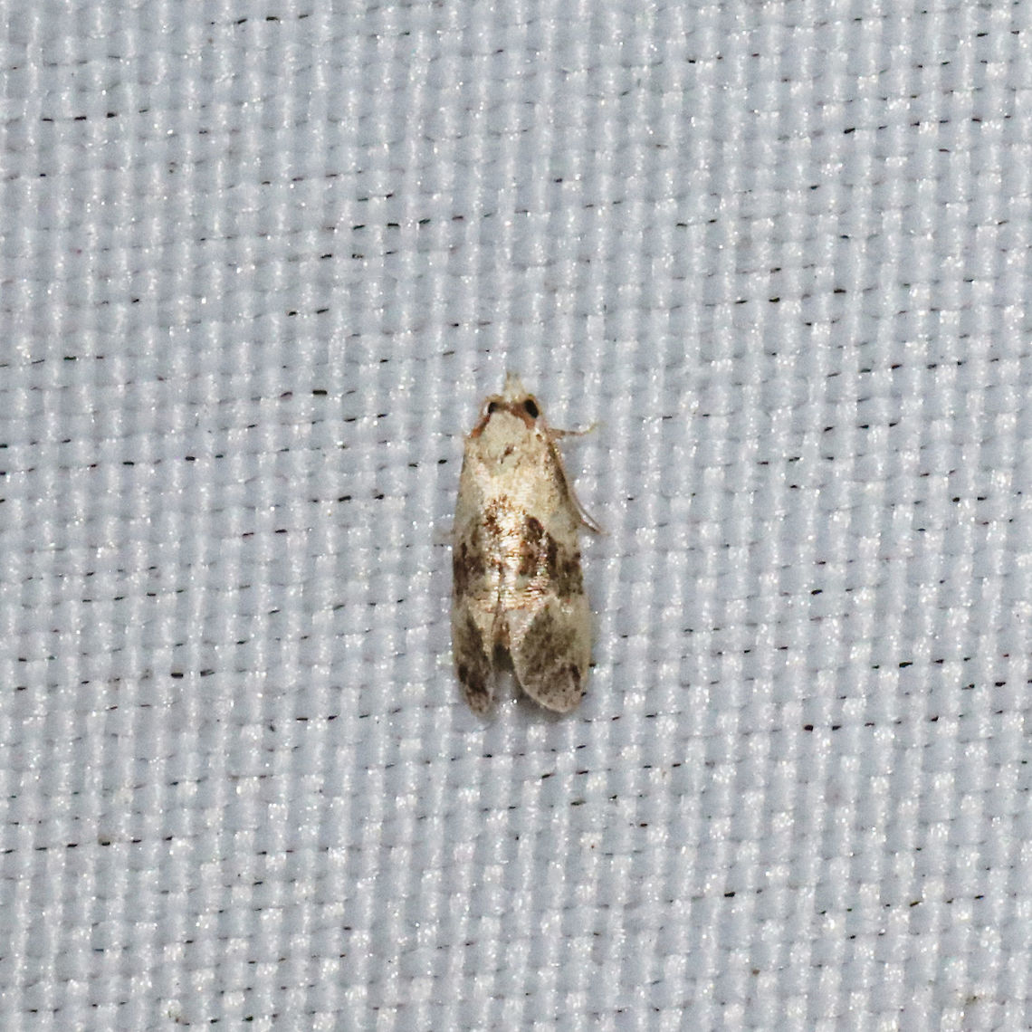 Phalonidia lepidana? At a 365nm UV light setup at a mixed forest edge. ID Tentative.<br />
 Geotagged,Phalonidia lepidana,Spring,United States