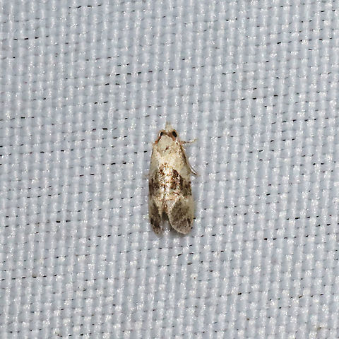 Phalonidia lepidana? At a 365nm UV light setup at a mixed forest edge. ID Tentative.
 Geotagged,Phalonidia lepidana,Spring,United States