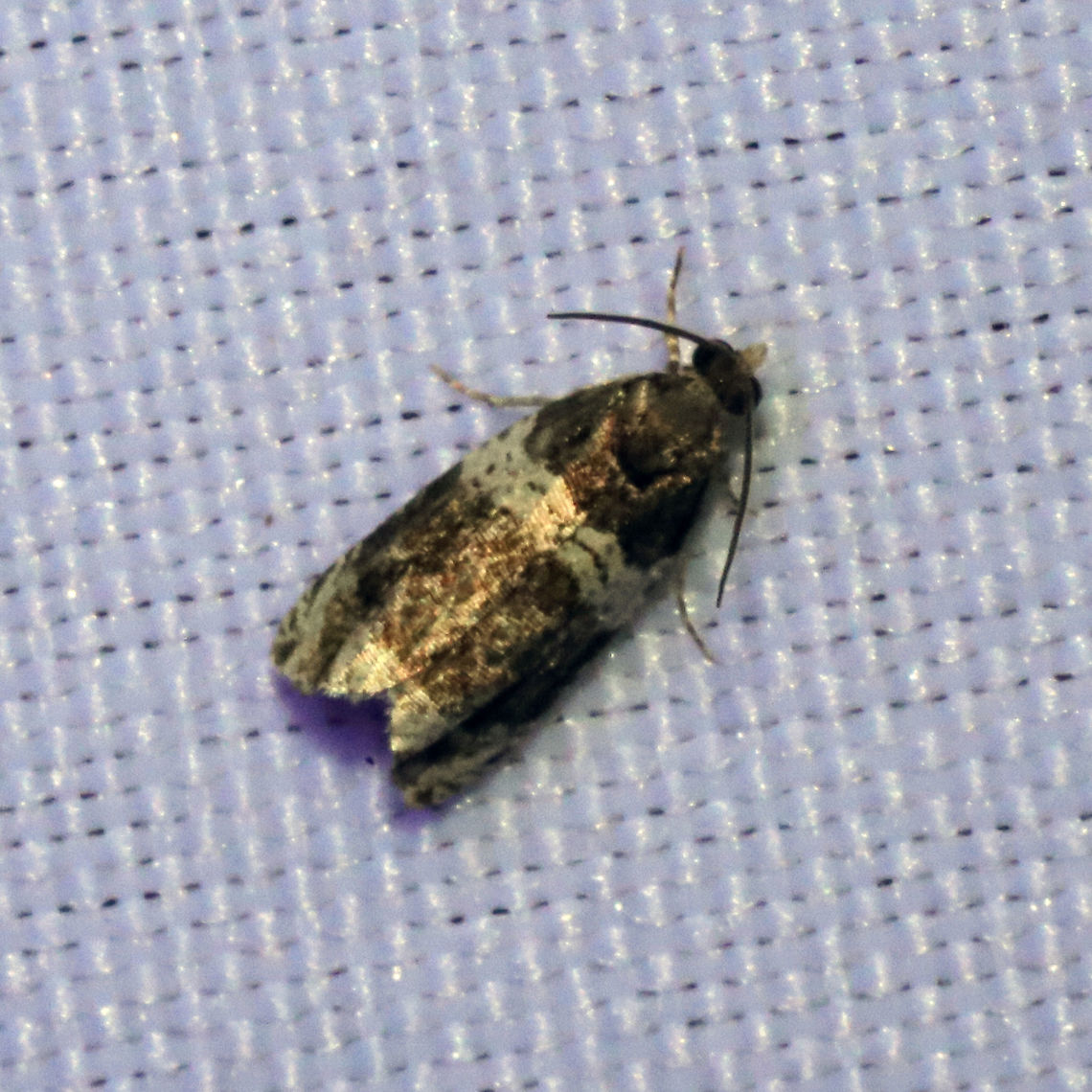 Banded Olethreutes Moth (Olethreutes fasciatana) At a 365nm UV light setup at a mixed forest edge<br />
 Banded Olethreutes,Geotagged,Olethreutes fasciatana,Spring,United States