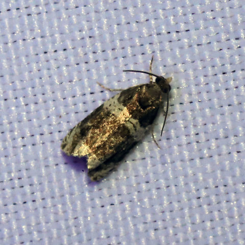 Banded Olethreutes Moth (Olethreutes fasciatana) At a 365nm UV light setup at a mixed forest edge
 Banded Olethreutes,Geotagged,Olethreutes fasciatana,Spring,United States