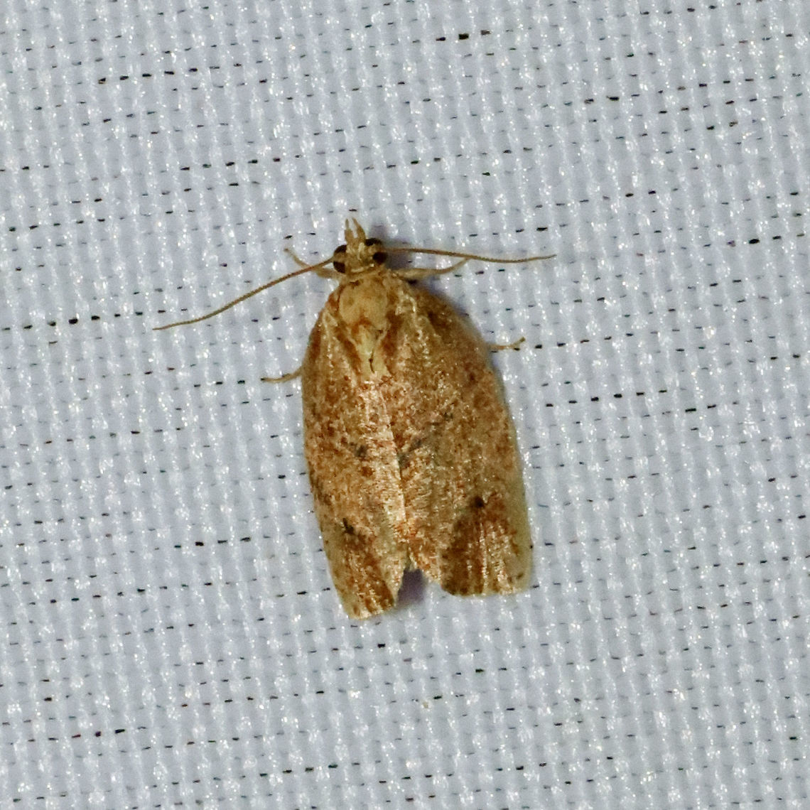 Unknown Tortricid Leafroller Moth At a 365nm UV light setup at a mixed forest edge<br />
 Geotagged,Spring,United States