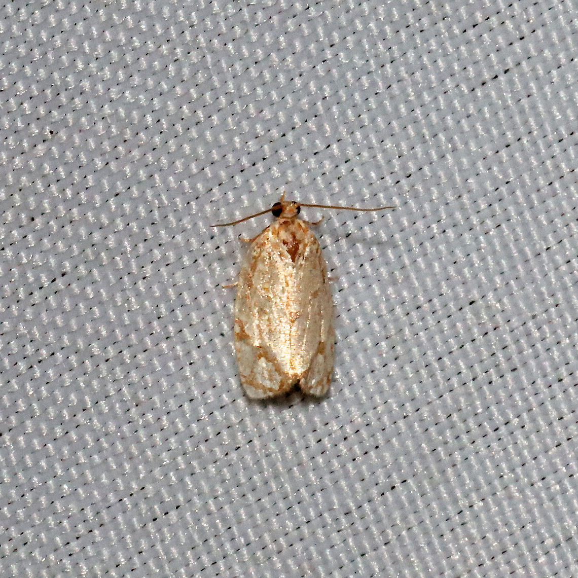 Yellow-winged Oak Leafroller Moth (Argyrotaenia quercifoliana) At a 365nm UV light setup at a mixed forest edge. A lighter winged morph than I first saw. Argyrotaenia quercifoliana,Geotagged,Spring,United States,Yellow-winged Oak Leafroller
