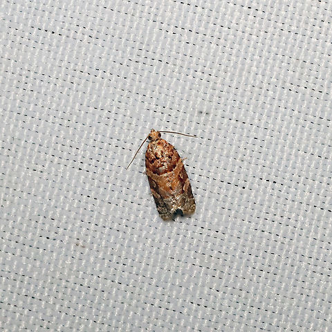 Argyrotaenia sp. At a 365nm UV light at a mixed forest edge. Not sure if Argyrotaenia velutinana or floridana at this point. Geotagged,Spring,United States