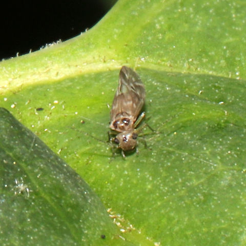 Unknown Barklouse (Order Psocodea) At a mixed forest edge. Photobomber :D Geotagged,United States