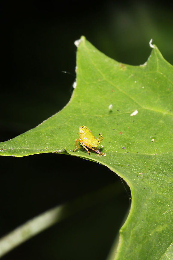 Coppery Leafhopper Nymph (Jikradia olitoria) At a mixed forest edge<br />
 Geotagged,Jikradia olitoria,Spring,United States