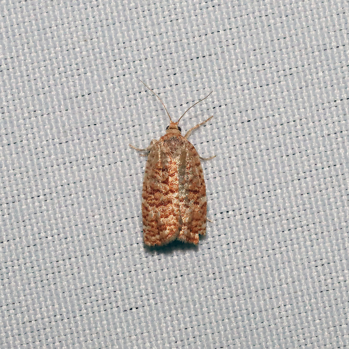 Jack Pine Budworm Moth (Choristoneura pinus) at a 365nm UV light at a mixed forest edge<br />
 Choristoneura pinus,Geotagged,Jack pine budworm,Spring,United States