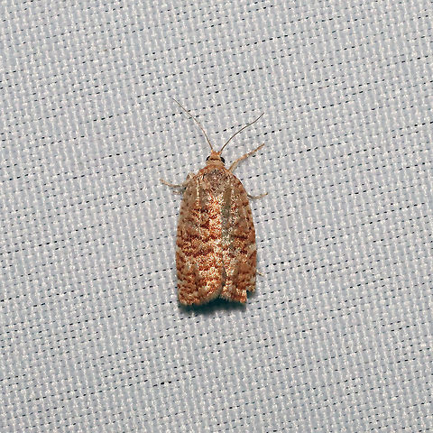 Jack Pine Budworm Moth (Choristoneura pinus) at a 365nm UV light at a mixed forest edge
 Choristoneura pinus,Geotagged,Jack pine budworm,Spring,United States