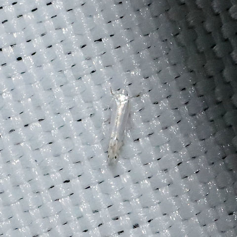 Family Lyonetiidae? Micromoth at a 365nm UV light at a mixed forest edge.
 Geotagged,Spring,United States