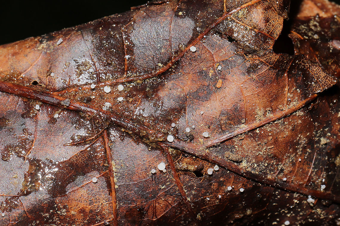 Order Helotiales Fungi on a hickory leaf at a mixed forest edge.<br />
<figure class="photo"><a href="https://www.jungledragon.com/image/117115/order_helotiales.html" title="Order Helotiales"><img src="https://s3.amazonaws.com/media.jungledragon.com/images/3231/117115_thumb.jpg?AWSAccessKeyId=05GMT0V3GWVNE7GGM1R2&Expires=1759968010&Signature=95jrThqb81So34g%2Fgswr%2BDXtUl0%3D" width="200" height="200" alt="Order Helotiales Fungi on a hickory leaf at a mixed forest edge.<br />
https://www.jungledragon.com/image/117114/order_helotiales.html Geotagged,Spring,United States" /></a></figure><br />
 Geotagged,Spring,United States