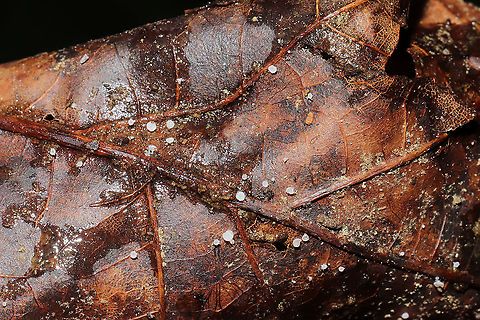 Order Helotiales Fungi on a hickory leaf at a mixed forest edge.
https://www.jungledragon.com/image/117115/order_helotiales.html
 Geotagged,Spring,United States