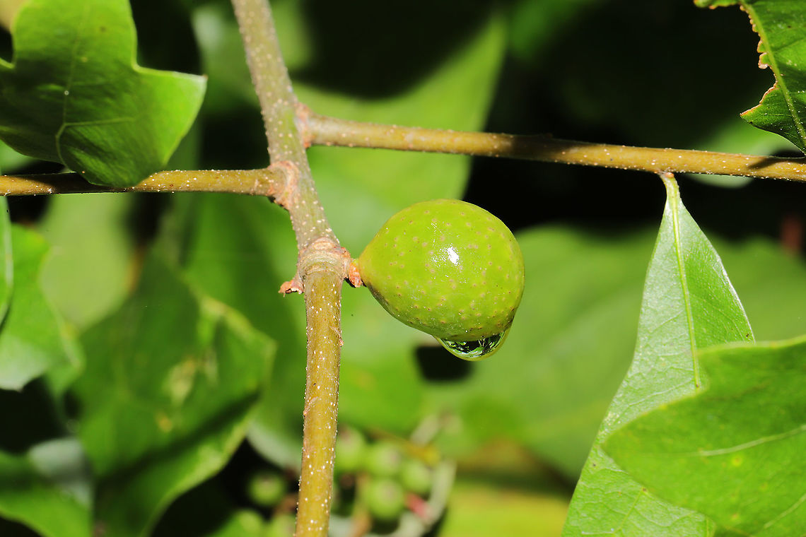Amphibolips melanocera On Quercus nigra stems at a forest edge/powerline cut. A very rare gall!<br />
<figure class="photo"><a href="https://www.jungledragon.com/image/117118/amphibolips_melanocera.html" title="Amphibolips melanocera"><img src="https://s3.amazonaws.com/media.jungledragon.com/images/3231/117118_thumb.jpg?AWSAccessKeyId=05GMT0V3GWVNE7GGM1R2&Expires=1759968010&Signature=fYxe%2FFhaCkMrvb0evDtO55%2BQr%2Bw%3D" width="200" height="134" alt="Amphibolips melanocera On Quercus nigra stems at a forest edge/powerline cut. A very rare gall!<br />
https://www.jungledragon.com/image/117117/amphibolips_melanocera.html Amphibolips melanocera,Geotagged,Spring,United States" /></a></figure> Amphibolips melanocera,Geotagged,Spring,United States