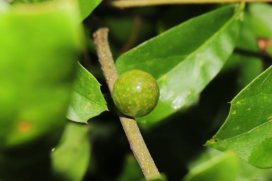 Amphibolips melanocera On Quercus nigra stems at a forest edge/powerline cut. A very rare gall!<br />
<figure class="photo"><a href="https://www.jungledragon.com/image/117117/amphibolips_melanocera.html" title="Amphibolips melanocera"><img src="https://s3.amazonaws.com/media.jungledragon.com/images/3231/117117_thumb.jpg?AWSAccessKeyId=05GMT0V3GWVNE7GGM1R2&Expires=1759968010&Signature=Sq%2FVZdD3CmumPl6Ipjvs%2F8Af3gI%3D" width="200" height="134" alt="Amphibolips melanocera On Quercus nigra stems at a forest edge/powerline cut. A very rare gall!<br />
https://www.jungledragon.com/image/117118/amphibolips_melanocera.html Amphibolips melanocera,Geotagged,Spring,United States" /></a></figure> Amphibolips melanocera,Geotagged,Spring,United States