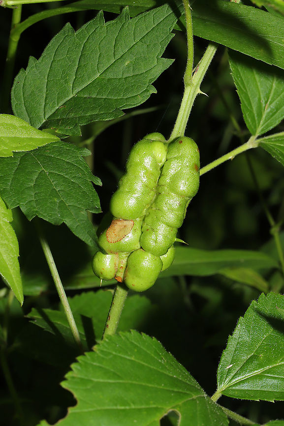 Blackberry Knot Gall (Diastrophus nebulosus) Large gall formation on Allegheny Blackberry Stems (Rubus allegheniensis) Blackberry Knot Gall Wasp,Diastrophus nebulosus,Geotagged,Spring,United States
