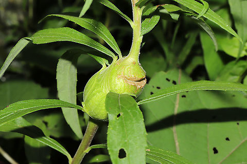 Goldenrod Elliptical Gall Moth (Gnorimoschema gallaesolidaginis) Gall formation on a goldenrod stem (with a silly face :D)
 Eurosta solidaginis,Geotagged,Gnorimoschema gallaesolidaginis,Goldenrod gall fly,Goldenrod gall moth,Spring,United States