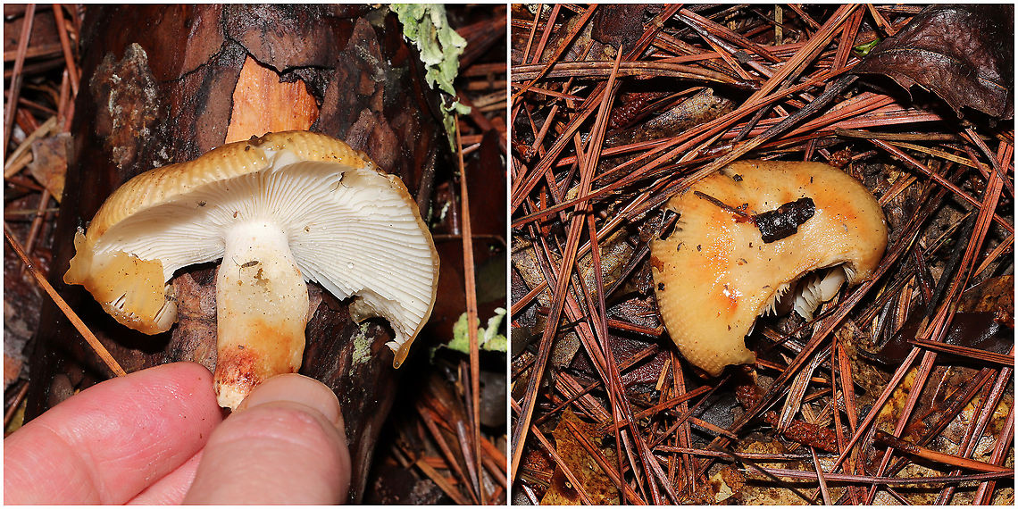 Russula subsect. Foetentinae Check out that beautiful pileal margin!!<br />
<br />
Growing beneath mostly pine in a mixed forest in Murray County, Georgia, US. June 2021. Sorry for no flavor profile; I have had allergic reactions to multiple Russula species now after taste/spit tests, so I&#039;m not in a hurry to repeat that  Geotagged,Russula cerolens,United States