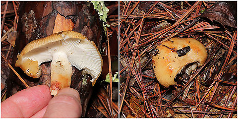 Russula subsect. Foetentinae Check out that beautiful pileal margin!!

Growing beneath mostly pine in a mixed forest in Murray County, Georgia, US. June 2021. Sorry for no flavor profile; I have had allergic reactions to multiple Russula species now after taste/spit tests, so I'm not in a hurry to repeat that  Geotagged,Russula cerolens,United States