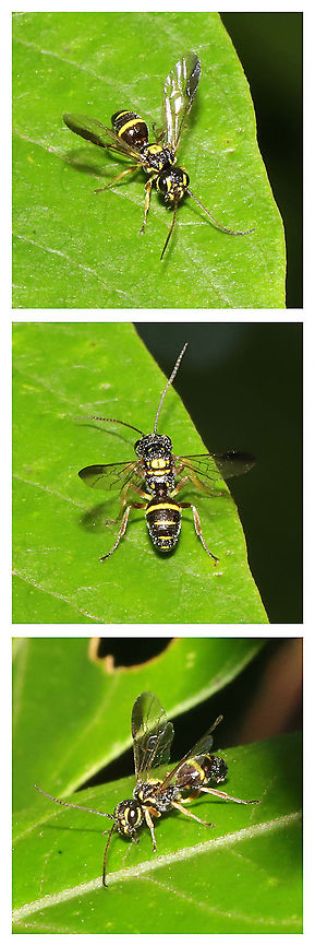 Taeniogonalos gundlachii One of the smallest wasps I've seen (minus a few Ichneumonids that come to my lights at night). On Rhus copallinum at a mixed forest edge.<br />
<br />
Finally got an ID on this solitary wasp, and WOW! Not only is it rare, but it is a hyperparasitoid. From BugGuide:<br />
<br />
<br />
"Trigonalids are hyperparasitoids, parasitizing ichneumonid wasps and tachinid flies that are parasitoids of lepidopteran and dipteran hosts.<br />
Females lay their eggs along the upper edge of a leaf that are then eaten by a feeding caterpillar. After ingestion of the eggs, if the caterpillar is parasitized by a primary host (a wasp or fly), upon hatching, the trigonalid larvae seek out the host larvae and parasitize them. They then emerge from the primary host puparium. (Ross Hill)" Geotagged,Taeniogonalos gundlachii,United States