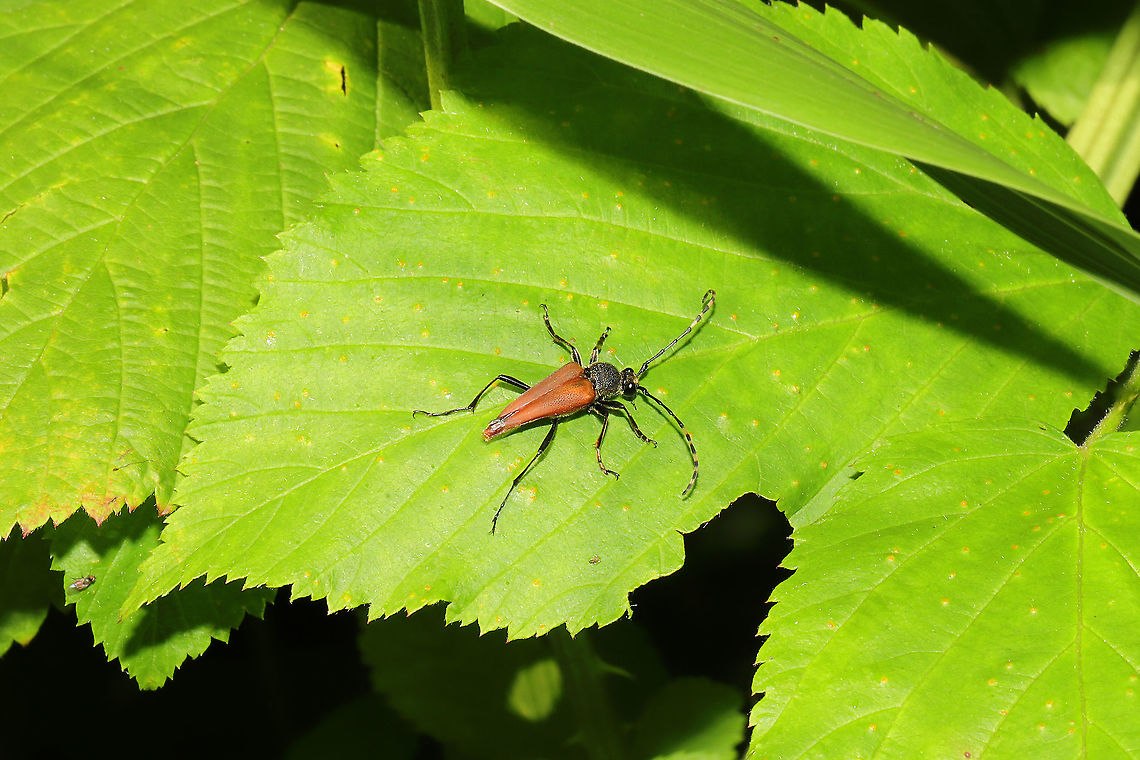 Brachyleptura rubrica At a mixed forest edge.<br />
 Brachyleptura rubrica,Geotagged,Summer,United States