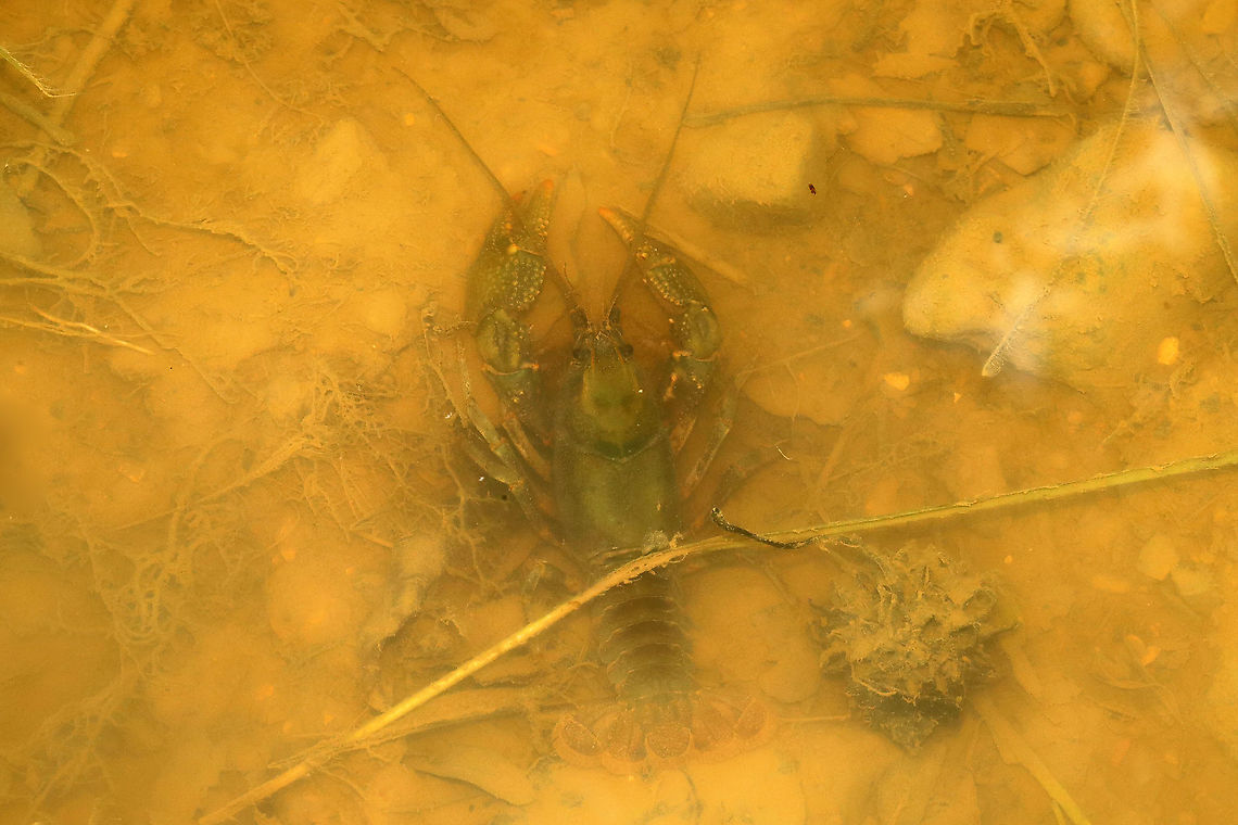 Ambiguous Crayfish (Cambarus striatus)  In a creek between a powerline cut and a mixed forest.<br />
 Ambiguous Crayfish,Cambarus striatus,Geotagged,Spring,United States