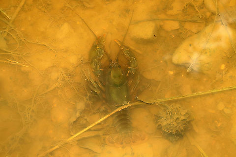 Ambiguous Crayfish (Cambarus striatus)  In a creek between a powerline cut and a mixed forest.
 Ambiguous Crayfish,Cambarus striatus,Geotagged,Spring,United States