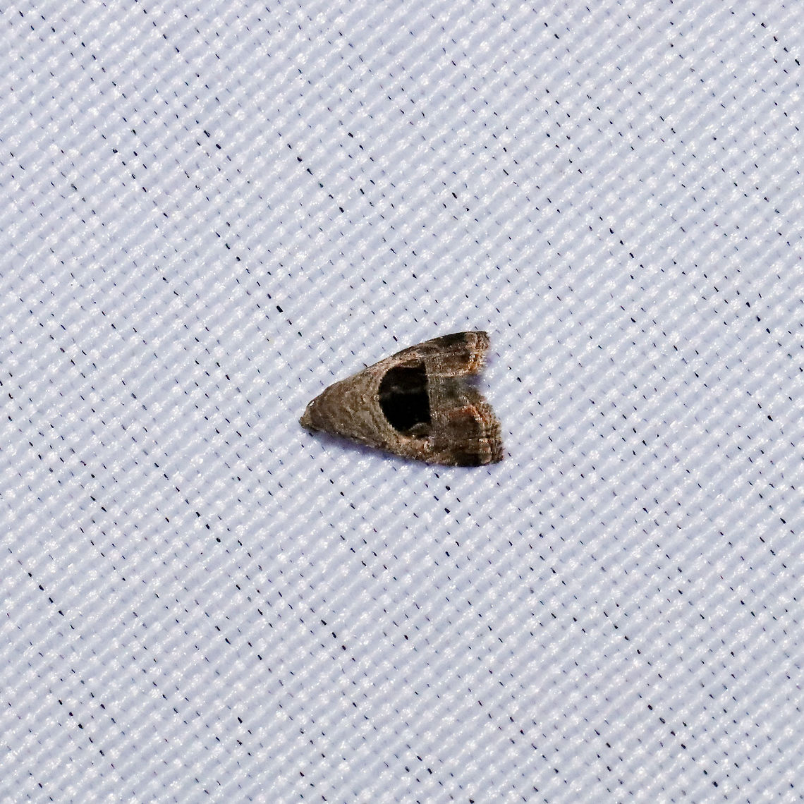 Rectangular Tripudia Moth (Tripudia rectangula) At a 365nm UV light setup at a mixed forest edge.<br />
 Geotagged,Spring,Tripudia rectangula,United States