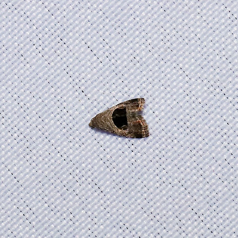 Rectangular Tripudia Moth (Tripudia rectangula) At a 365nm UV light setup at a mixed forest edge.
 Geotagged,Spring,Tripudia rectangula,United States