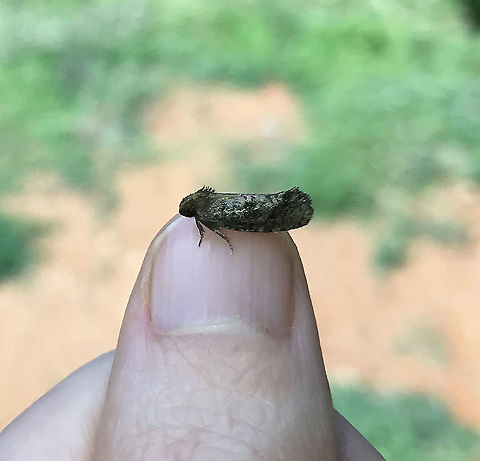 Texas Grass Tubeworm Moth (Acrolophus texanella)? Tiny moth at a mixed forest edge. It hung around well after my moth lights were off, and I captured it on my cell phone! Acrolophus texanella,Geotagged,United States